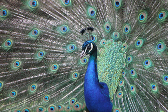 Kleintierpark Bad Schönborn-Mingolsheim | © Kleintierpark Bad Schönborn e.V.