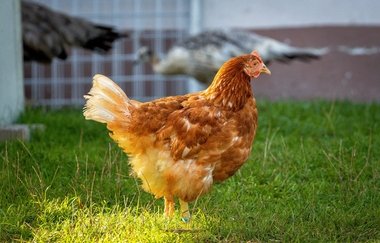 Kleintierpark Bad Schönborn-Mingolsheim