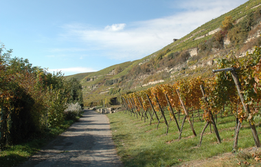 Lauffener Steillagen Katzenbeißer | © Touristikgemeinschaft HeilbronnerLand e. V.