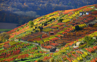 Lembergerland Kellerei Rosswag eG | © Lembergerland