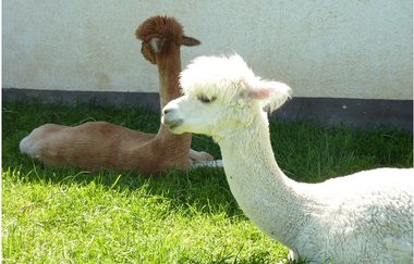 Letzenberg Tierpark | © Gemeindeverwaltung Malsch