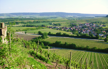 Blick auf die Weinberge von Haberschlacht | © Neckar-Zaber-Tourismus e.V.