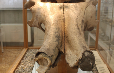 Museum der Stadt Weinheim | © Dorith Floesser