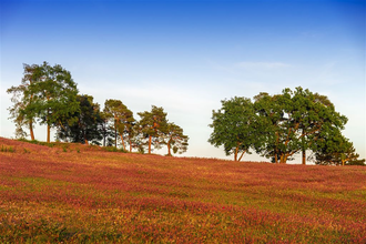 Naturschutzgebiet Oftersheimer Dünen | © Stadt Schwetzingen