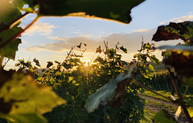 Weinreben ganz nach, mit Sonnenuntergang, Wölkchen und blauem Himmel | © Nicole Betz