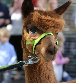 Alpaka mit grünem Halfter und Leine, das neugierig in die Kamera blickt | © Nonies Hof