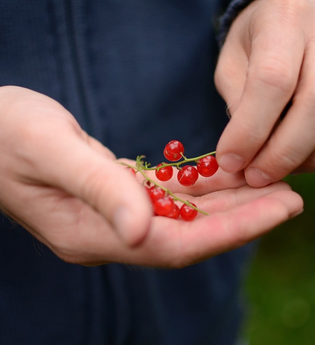 Hofladen | Johannisbeeren | © Neckar-Zaber-Tourismus e.V.