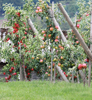 Obsthof und Baumschule Behringer GbR | © Liebliches Taubertal