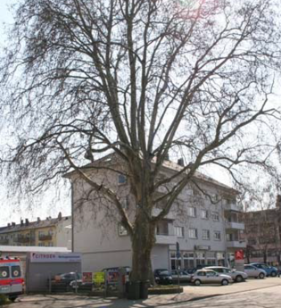 Platane an der Prinz-Wilhelm-Straße | © BTMV Bruchsal