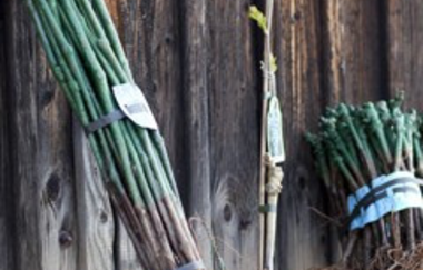 Rebschule Ehmer | © Rebschule Ehmer