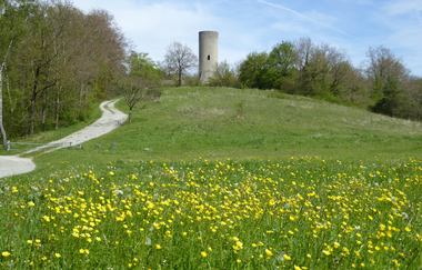 Blick auf die Reichelsburg in Aub. Im Hintergrund ist der Turm zu sehen. Im Vordergrund eine blühende Wiese mit einem Weg. Rechts und links wachsen Bäume und Sträucher. | © Liebliches Taubertal