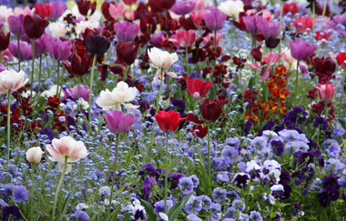 Bunte Blumen z.B. Tulpen | © Maria Zimmermann