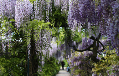 Blühende Glyzienen und in der Mitte ein Weg mit einer Person | © Maria Zimmermann