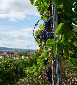Steillagen - Weingut Stephan Muck | © Kraichgau-Stromberg Tourismus e.V.