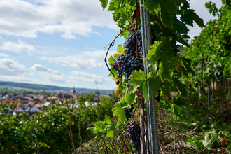 Steillagen - Weingut Stephan Muck | © Kraichgau-Stromberg Tourismus e.V.