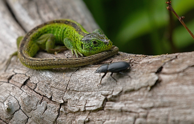Tierpark Leintalzoo | Schwaigern | HeilbronnerLand | © Leintalzoo