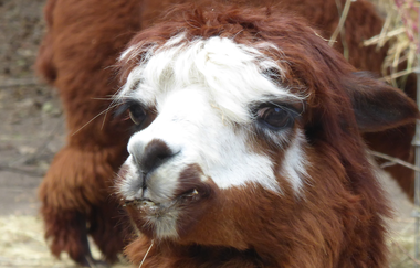 Tierpark Walldorf | © Landratsamt Rhein-Neckar-Kreis