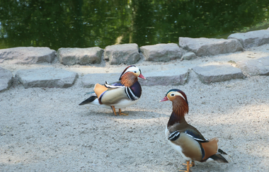 Vogelpark des Vereins der Vogelfreunde und Pfleger Heddesheim | © Landratsamt Rhein-Neckar-Kreis