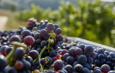 Frisch geerntete, pralle Trauben – ein Vorgeschmack auf den neuen Jahrgang aus dem Land der 1000 Hügel. | © Kraichgau-Stromberg Tourismus e.V.