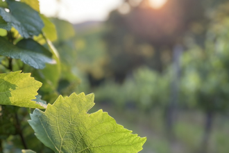Weingärtner Horrheim-Gündelbach eG