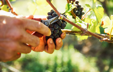 Weingärtner Markelsheim | © Weingärtner Markelsheim