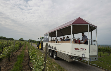 Planwagenfahrt durch die Weinberge | Weingärtner Stromberg-Zabergäu | Brackenheim | HeilbronnerLand | © Weingärtner Stromberg-Zabergäu eG