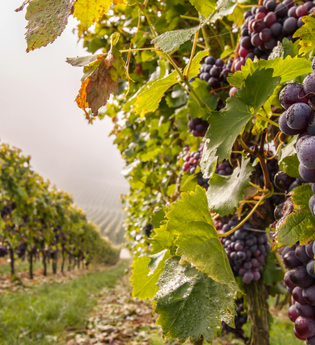 Herbst in Brackenheim | Weinberge | © Neckar-Zaber-Tourismus e.V.