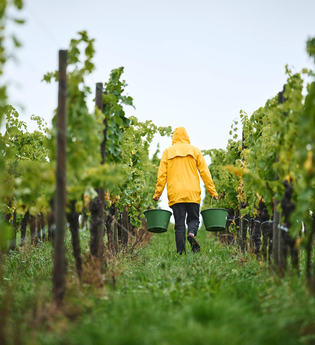 Ein Mensch in gelber Regenjacke bei der Weinlese – mit Eimern unterwegs durch grüne Reben. | © Tourimia Tourismus GmbH | Stefan Leitner Photography