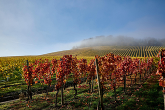 Goldene Reihen, rotes Laub und Nebelschleier: Der Weinherbst zeigt sich von seiner schönsten Seite. | © Kraichgau-Stromberg Tourismus e.V.