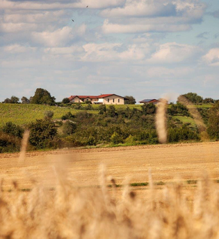 Weingut Honold | © WEINGUT LUDWIG HONOLD