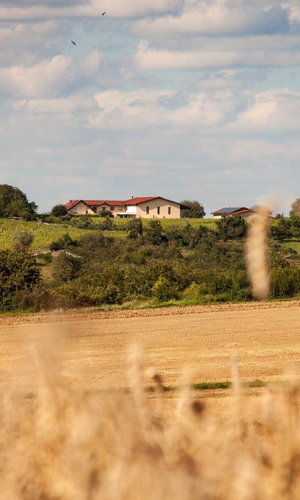 Blick auf den Östringer Hummelberg und das Weingut Honold | © WEINGUT LUDWIG HONOLD