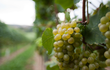 Weingut Kinzinger | © Land der 1000 Hügel - Kraichgau-Stromberg