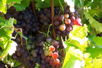 Weingut Steinbachhof | © SMG