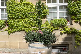 Weinreben Brackenheim | © Stadt Brackenheim | CP