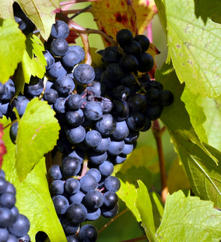 Weinstube Brüssel | © Gemeinde Sternenfels