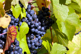 Weinstube Brüssel | © Gemeinde Sternenfels