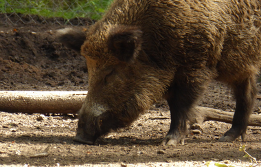Wildgehege Oftersheim | © Landratsamt Rhein-Neckar-Kreis