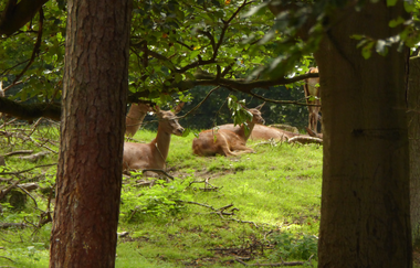 Wildgehege Oftersheim | © Landratsamt Rhein-Neckar-Kreis
