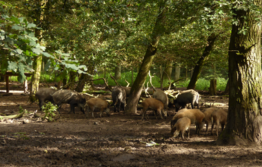 Wildgehege Oftersheim | © Landratsamt Rhein-Neckar-Kreis