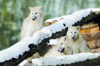 Wildparadies Tripsdrill | © Erlebnispark Tripsdrill