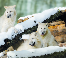 © Erlebnispark Tripsdrill