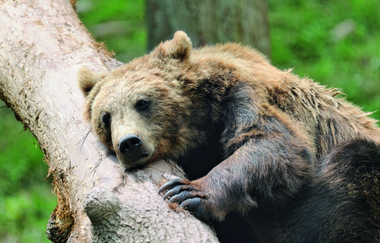 Wildparadies Tripsdrill | © Erlebnispark Tripsdrill