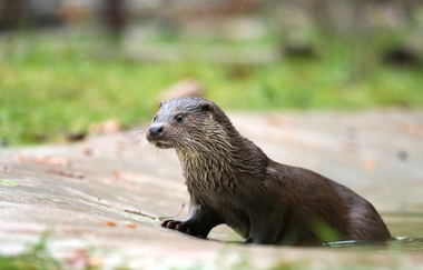 Fischotter im Wildparadies Tripsdrill | © Erlebnispark Tripsdrill