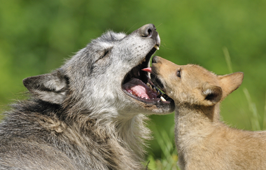 Wolf  Welpe schaut Altwolf ins Maul