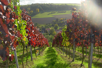 Winzerhof Oehm | © Winzerhof Oehm