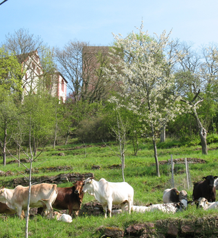 Zebuhof Gamburg | © Unbekannt