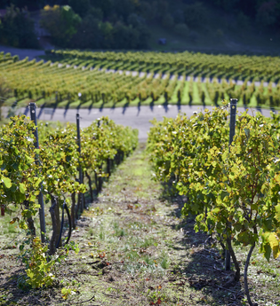 3B-Land: Steillagen-Tour | © Land der 1000 Hügel - Kraichgau-Stromberg
