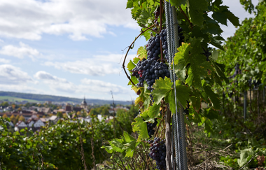 3B-Land: Steillagen-Tour | © Land der 1000 Hügel - Kraichgau-Stromberg