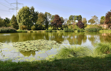Erlensee mit Seerosen und grünem Ufer | © Unbekannt