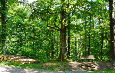 Am Schlossberg und nördlichen Stromberghang | © Land der 1000 Hügel - Kraichgau-Stromberg